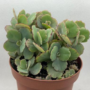 Kalanchoe fedtschenkoi